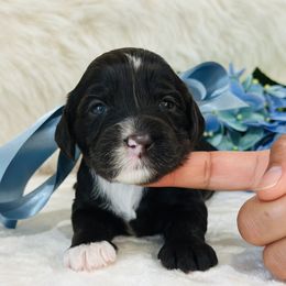 Moo Shu - Chocolate female Australian Labradoodle puppy in La Plata, Maryland from Welcome Acres Labradoodles