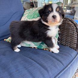 Gidget - Black tri-color female Australian Shepherd puppy in Landenberg, Pennsylvania from Aussie4Life