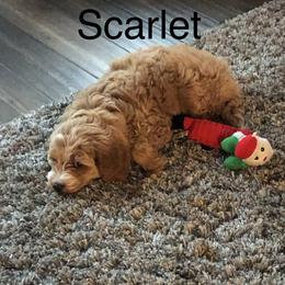 Goldendoodle Puppies from KandE Doodles