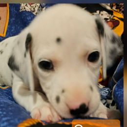 Orange - White and black male Dalmatian puppy in Adamstown, Maryland from Sprinkled with Hearts Dalmatians