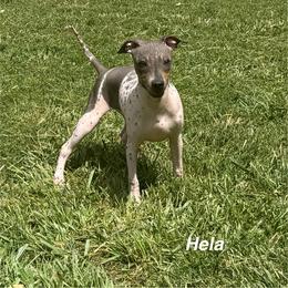 Hela - Black tan and white female American Hairless Terrier puppy in Buckingham, Illinois from Gaus Hof