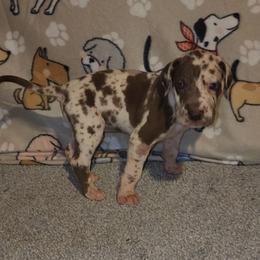 Lincoln - Harlequin male Great Dane puppy in Walker, Louisiana from La Rebel Danes