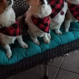 American Corgi and Pembroke Welsh Corgi All Grown Up from 101 Corgis