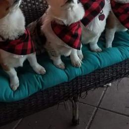 American Corgi and Pembroke Welsh Corgi All Grown Up from 101 Corgis