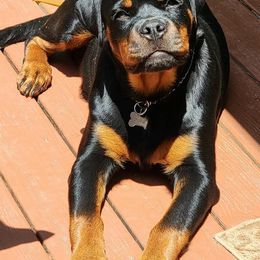 Rottweiler Puppies from Bronx Von Bridges Rottweilers
