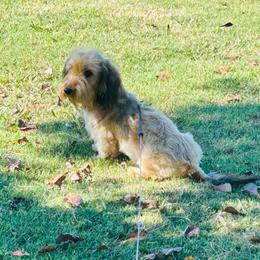 Doc - Dachshund