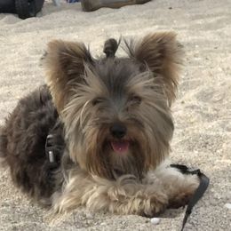 Rosie - Yorkshire Terrier