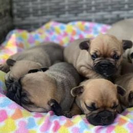 French Bulldogs from Precious Paws