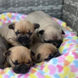 French Bulldogs from Precious Paws