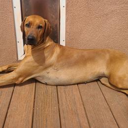 Rhodesian Ridgeback puppies from TerraCotta Kennels