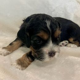 Cocker Spaniel Puppies from Jennifer Dees