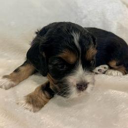 Cocker Spaniel Puppies from Jennifer Dees