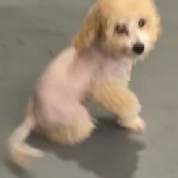 Maltese, Maltipoos, and Yorkipoos from Boujeepups