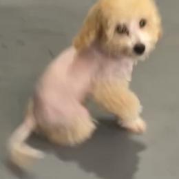 Maltese, Maltipoos, and Yorkipoos from Boujeepups