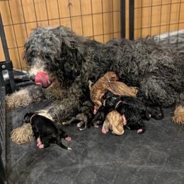 Girl - Black and white female Bernedoodle puppy in Caldwell, Idaho from Boise Doodle Co.
