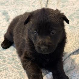 Truffles - Sable female German Shepherd puppy in Ashland, Alabama from CzechDDR