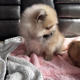 Melody - Cream female Pomeranian puppy in Harrisonville, Missouri from Cindy's Pomeranians