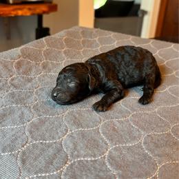 Max - Black male Labradoodle puppy in Constableville, New York from Zehr’s Labradoodles & Bernedoodles