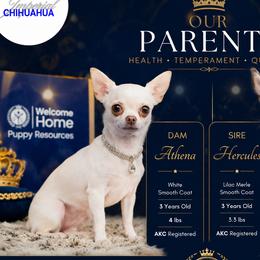Chihuahuas and French Bulldogs from Imperial Chihuahua