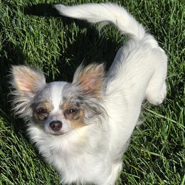 Kuma - Chihuahua