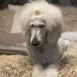 Poodles from Kayte & Grayce Standard Poodles