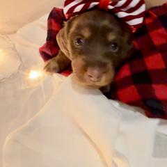 Dachshund Puppies from Short and Sassy Doxies