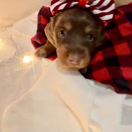 Dachshund Puppies from Short and Sassy Doxies