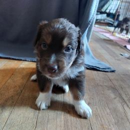 Red Collar - Red tri-color Australian Shepherd puppy in Kansas from Lifeline Ranch