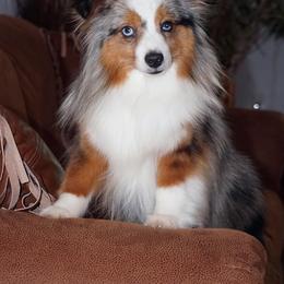 Nacho - Miniature Australian Shepherd