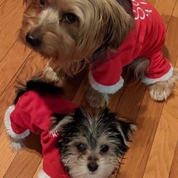 Yorkshire Terriers from Manny Lancara's Yorkshire Terriers