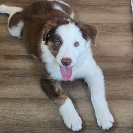 Flair - White and red female Border Collie puppy in Owenton, Kentucky from Three16 Ranch
