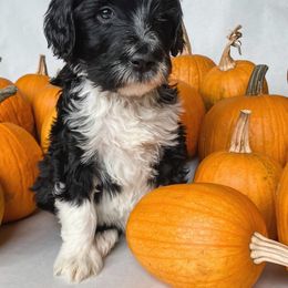 Labradoodle and Poodle Puppies from Lucky Labradoodles