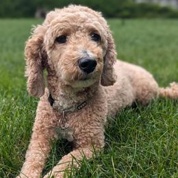 Kenzie - Goldendoodle