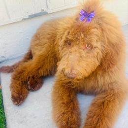 Sasha - Red  female Goldendoodle puppy in Bakersfield, California from Lavish Doodles