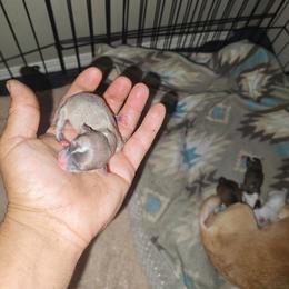 Stakz - Blue and white male Chihuahua puppy in Gray, Louisiana from Chi Chi's Place LLC