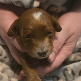 Star - Red female Cockapoo puppy in Conklin, Michigan from Lake Michigan Couture Cavapoos & Cockapoos