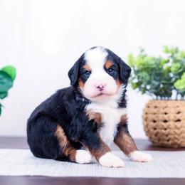 Boy 1 - male Bernedoodle puppy in Arthur, Illinois from Central Illinois Bernedoodles