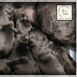 Oslo  Russian Imported Champion Lines - Black male Giant Schnauzer puppy in Saratoga Springs, Utah from Happy Beard Schnauzers