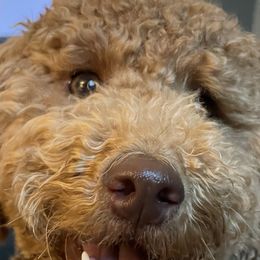 Goldendoodles from Asias NC miniature golden doodles