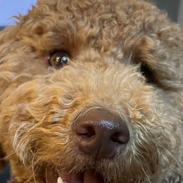 Goldendoodles from Asias NC miniature golden doodles