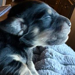 Black and Cream Female - Black and cream female Dachshund puppy in Medina, Ohio from STORIED DOXIES