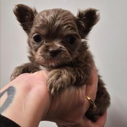 Zelda - Silver female Chihuahua puppy in Silver Summit, Utah from Snow Peak Kennel