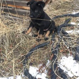 Girl 3 - German Shepherd puppy in Modoc County, California from Vom Marischal Working Lines German Shepherd Dogs