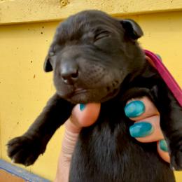 Chesapeake - Black female Labrador Retriever puppy in Mineral, Virginia from Canine Assist