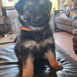 German Shepherd Puppies from Stormy Knight German Shepherds