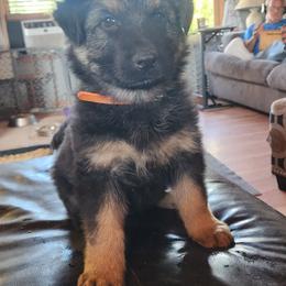 German Shepherd Puppies from Stormy Knight German Shepherds