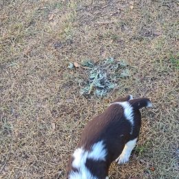 English Springer Spaniel Puppies from Savannah River Springers
