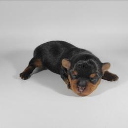 Orange collar girl - Black and tan female Yorkshire Terrier puppy in Jacksonville, Florida from Yorkieology