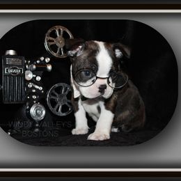 Boy 2- Benni - Seal brindle and white male Boston Terrier puppy in North Central, Vermont from Windy Valley’s Bostons