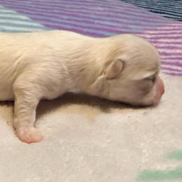 Carl - Cream male Chihuahua puppy in Seneca, Missouri from Stephanie’s Puppy Colony